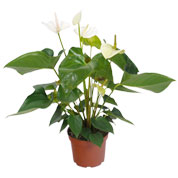 Antrio de flores brancas - Vaso M